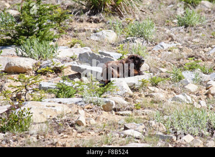 Vancouver Island Marmot on mountainside in Canada Stock Photo