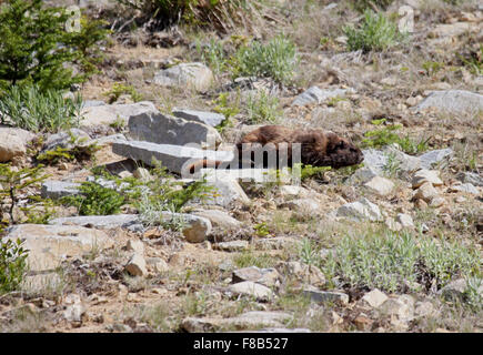 Vancouver Island Marmot on mountainside in Canada Stock Photo