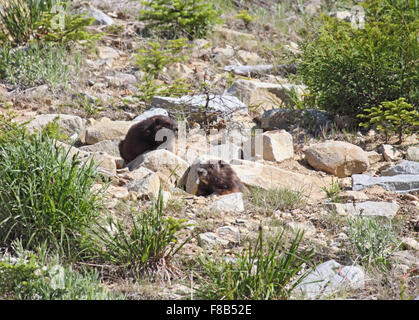 Vancouver Island Marmot on mountainside in Canada Stock Photo