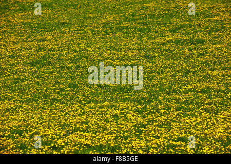 Österreich, Niederösterreich, Mostviertel, Blumenwiese bei Waidhofen Stock Photo