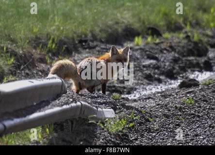Red fox marking its territory by defecating at edge of track in Alberta Canada Stock Photo