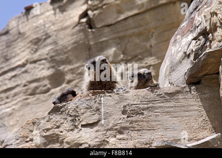 Hoary marmots beside burrow sunning themselves and whistling on rocky crag in Alberta Canada Stock Photo