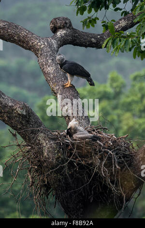 An adult female Harpy Eagle look at its large baby in the nest Stock Photo