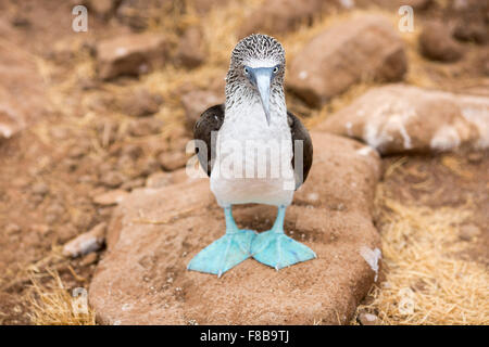 Wildlife on the Galapagos Islands , Ecuador . Blue-Footed Booby Stock Photo