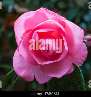 Trewidden Garden, Penzance, Cornwall, UK. A flower of Camellia x williamsii 'Grand Jury' in early spring Stock Photo