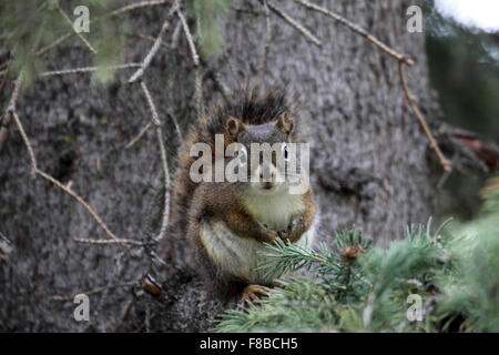American red squirrel in conifer forest in Canada Stock Photo