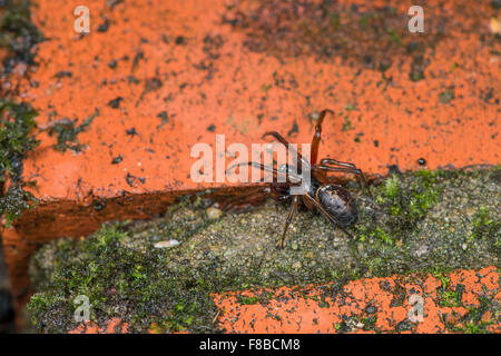 False Black Widow Spider: Steotoda nobilis. Sussex, England Stock Photo