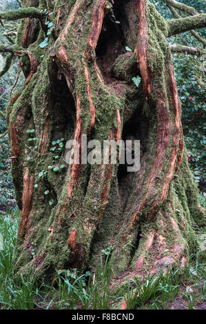 The 'living fossil' Metasequoia glyptostroboides (Dawn Redwood tree), Trewidden Garden, Cornwall, UK. One of the first specimens introduced to the UK Stock Photo