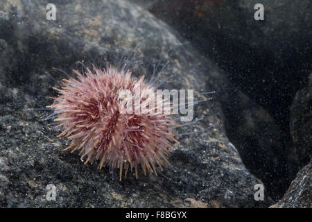 Green sea urchin, Northern sea urchin, Rundstacheliger Seeigel, Rundstachliger Seeigel, Strongylocentrotus droebachiensis Stock Photo