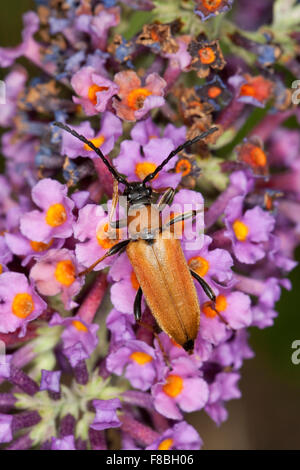 Red Longhorn Beetle, Rothalsbock, Rot-Halsbock, Roter Halsbock, Weibchen, Corymbia rubra, Stictoleptura rubra, Leptura rubra