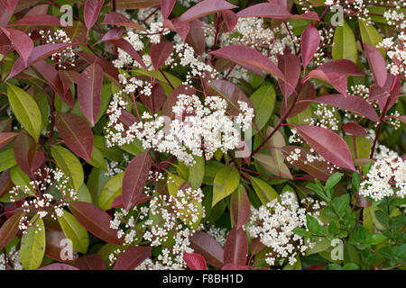 Red Robin, Red Tip Photinia, Red-Tipped Photinia, Fraser's Photinia ...