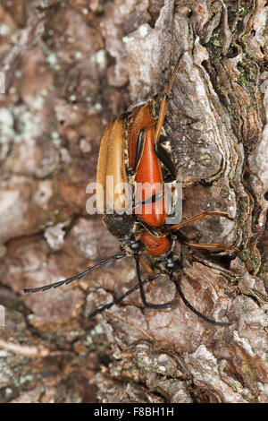 Red Longhorn Beetle, Rothalsbock, Rot-Halsbock, Roter Halsbock, Paarung, Corymbia rubra, Stictoleptura rubra, Leptura rubra