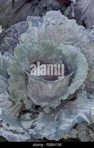 Red cabbage, cabbage, purple cabbage, red kraut, or blue kraut, Rotkohl, Blaukohl, Kohl, Brassica oleracea capitata rubra Stock Photo