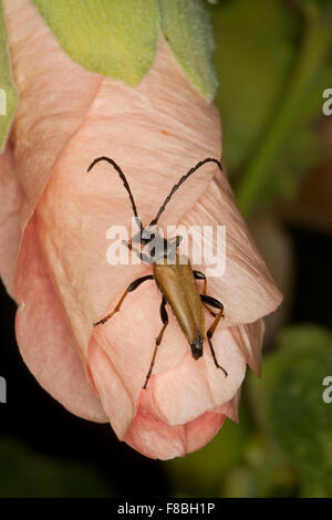 Red Longhorn Beetle, Rothalsbock, Rot-Halsbock, Roter Halsbock, Männchen, Corymbia rubra, Stictoleptura rubra, Leptura rubra