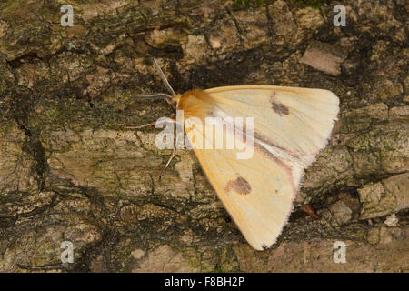 Clouded buff moth, Rotrandbär, Rotrand-Bär, Diacrisia sannio, Bärenspinner, Arctiinae Stock Photo