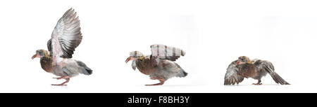 Feral pigeon (Columba livia domestica), three young pigeons, side view, first flight attempts, captive Stock Photo