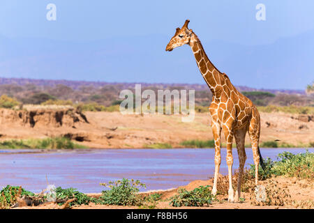 Reticulated giraffe (Giraffa camelopardalis reticulata) standing by river, Samburu National Reserve, Kenya