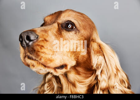 Dog, English Cocker Spaniel, portrait, Germany Stock Photo