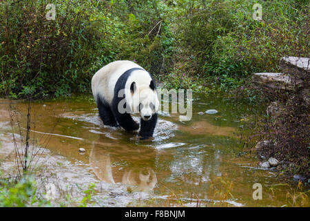 Panda Ailuropoda melanoleuca Bifengia Panda Base Sichuan Province China MA003064 Stock Photo