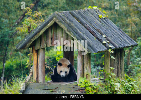 Panda Ailuropoda melanoleuca Bifengxia Panda Base Sichuan Province China MA003065 Stock Photo