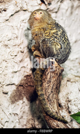 Pygmy marmoset (Cebuella pygmaea). Animal scene. Beauty in nature. Stock Photo