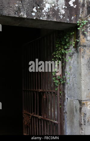 Vines growing on an open jail house door. Stock Photo