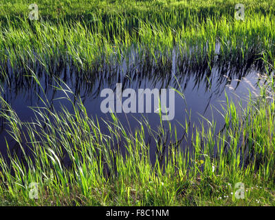 Reed in the water creating a mirror like reflection Stock Photo - Alamy