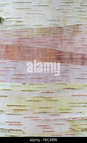 Betula albosinensis 'Hergest'. Chinese Red Bark Birch Stock Photo