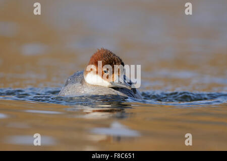 Female Smew / Zwergsäger ( Mergellus albellus ), winter guest, comes quickly closer, swims towards on ice cold water. Stock Photo