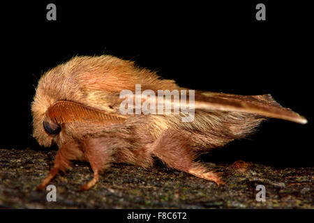 The lackey moth (Malacosoma neustria) Stock Photo