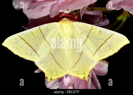 Swallow-tailed moth (Ourapteryx sambucaria) Stock Photo