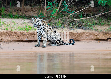 Jaguar (Panthera onca) on a riverbank, Cuiaba river, Pantanal, Mato Grosso, Brazil Stock Photo