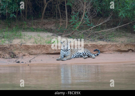 Jaguar (Panthera onca) on a riverbank, Cuiaba river, Pantanal, Mato Grosso, Brazil Stock Photo