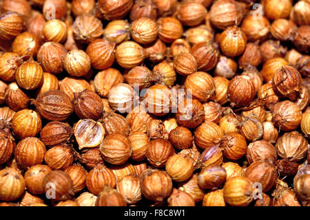 coriander seeds Stock Photo