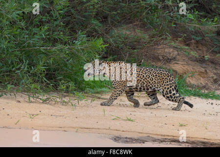 Jaguar (Panthera onca), Cuiaba river, Pantanal, Mato Grosso, Brazil Stock Photo