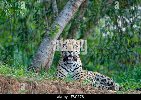 Jaguar (Panthera onca) lying on a river bank, Cuiaba river, Pantanal, Mato Grosso, Brazil Stock Photo