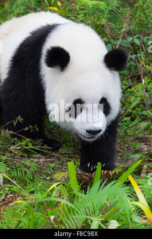 Two years aged young giant Panda (Ailuropoda melanoleuca), China Conservation and Research Centre for the Giant Pandas, Chengdu, Stock Photo