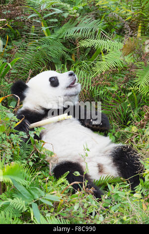 Two years aged young giant Panda (Ailuropoda melanoleuca), China Conservation and Research Centre for the Giant Pandas, Chengdu, Stock Photo