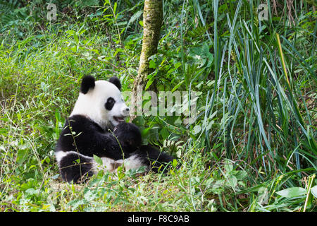 Two years aged young giant Panda (Ailuropoda melanoleuca), China Conservation and Research Centre for the Giant Pandas, Chengdu, Stock Photo