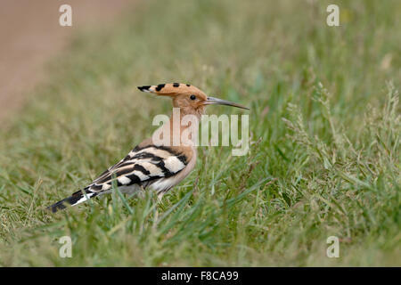 Eurasian Hoopoe / Wiedehopf ( Upupa epops ) sitting on the ground in grass, typical view. Stock Photo