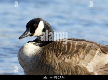 Interesting Canada goose photo Stock Photo