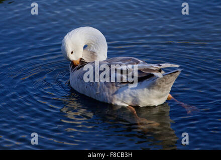 Beautiful image with the Snow goose cleaning his feathers Stock Photo