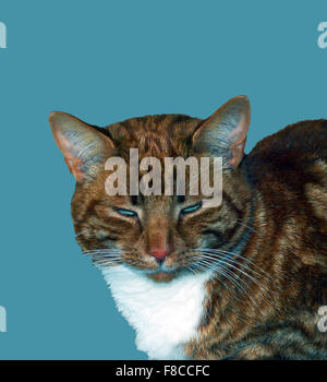 ginger tomcat,cat,tomcat,isolated Stock Photo