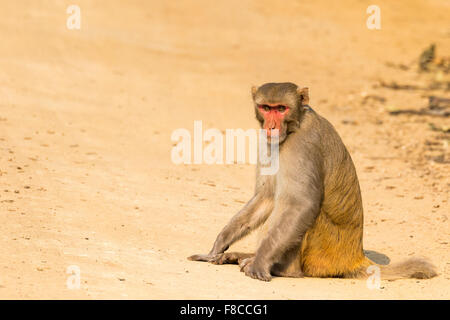 A rhesus macaque in Bandhavgarh reserve, India Stock Photo