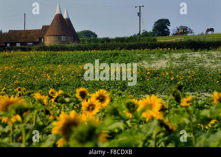 Sunflower field and Oast House near Lamberhurst. Kent. England. UK Stock Photo