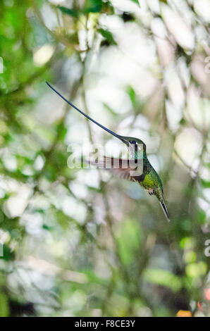 Sword-billed Hummingbird (Ensifera ensifera) from the Yanacocha Reserve near Quito, Ecuador. Stock Photo