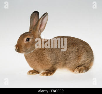 rabbit on a neutral background Stock Photo