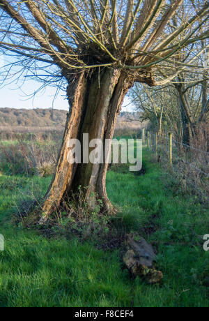 A hollowed out tree trunk doesn't prevent this tree from thriving. Stock Photo