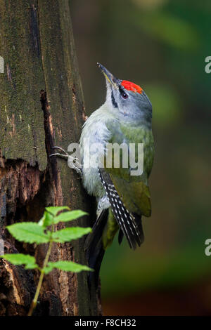 Grey-headed woodpecker / grey-faced woodpecker (Picus canus) male foraging in tree Stock Photo