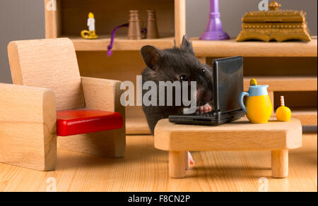 Business hamster check your E'mail on a laptop Stock Photo